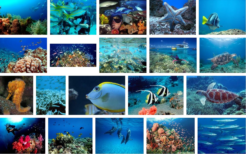 47+ Gambar Haiwan Laut - Imej Percuma