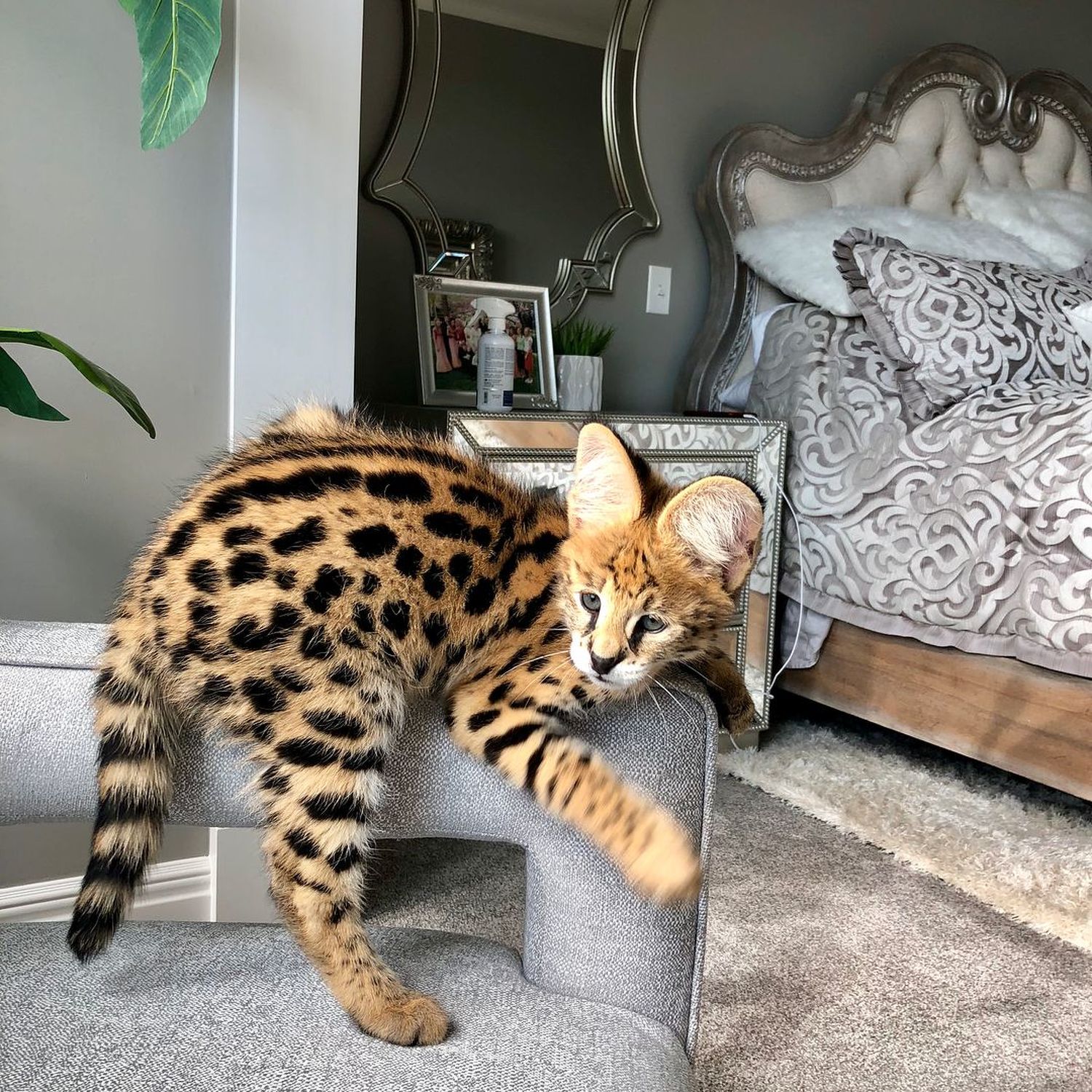 Exotic, Savannah Cat for sale | Bengal Cat for sale | Serval Cat for