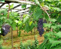 Grape Farm Cameron Highland