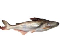 Patin Fish In English