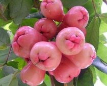 Sugar Apple In Malay